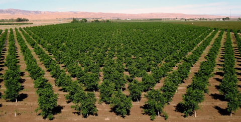 Bahçemizden Sofralarınıza