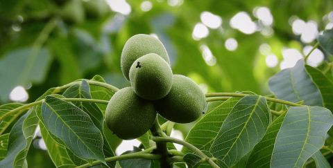 Bahçemizden Sofralarınıza